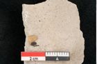 Foto (Detailansicht) von Xylomites umbilicatus Unger (NHMW-GEO-2024-0188-6710)